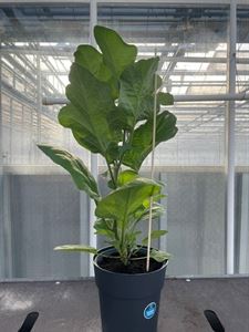 Afbeelding van Aubergine TP23 cm